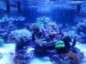 Salt Water/Reef Aquarium Service